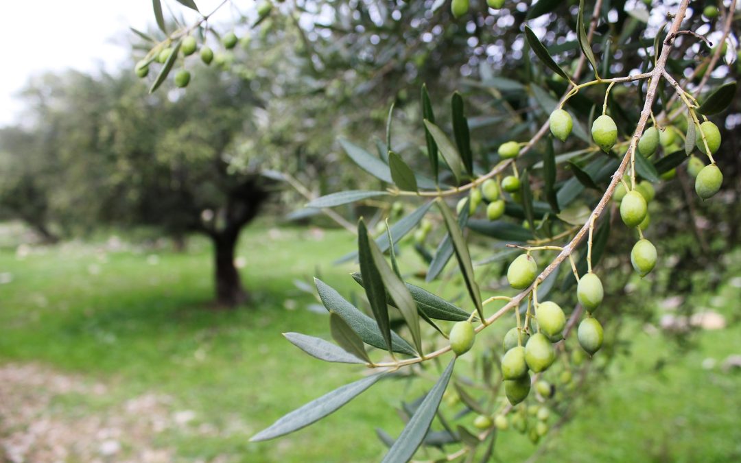 Memmas Knossos ekstra-neitsytoliiviöljy tuotetaan koroneiki-oliiveista