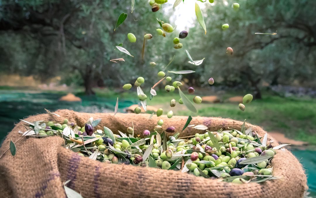 Oliiviöljystä luonnonmukainen hoito talven kuivattamalle iholle